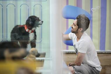 noticia Alex Fava lançou no dia 04, campanha sobre adoção responsável de animais domésticos