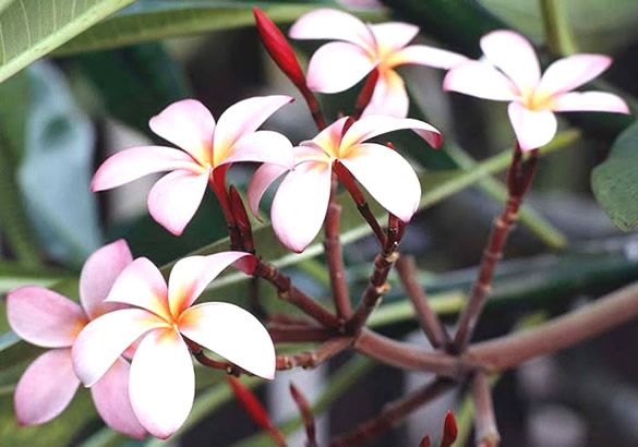 Portal Olhar Dinâmico | O significados de algumas das flores mais  utilizadas no Brasil