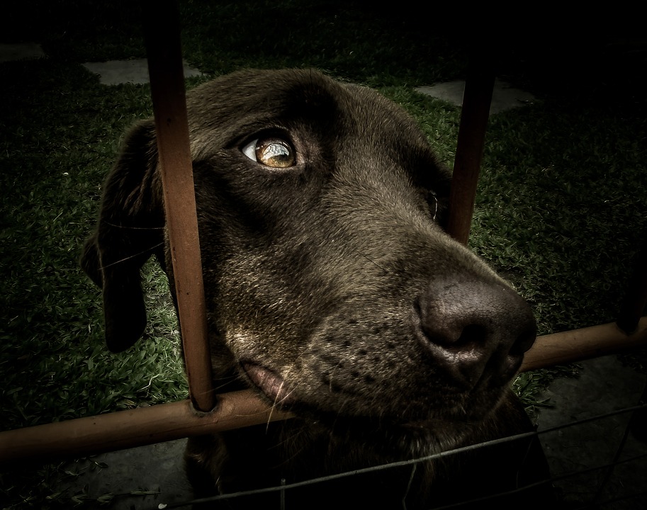 noticia A humanização dos Pets e os benefícios para vida de quem adota