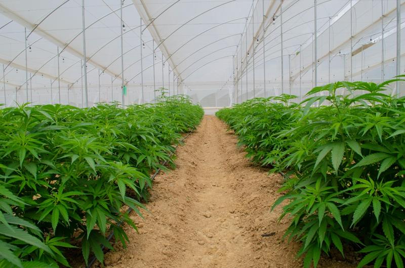 noticia Cerca de 35% dos brasileiros entrevistados afirmaram ter usado cannabis para fins medicinais ou conhecem alguém que o fez