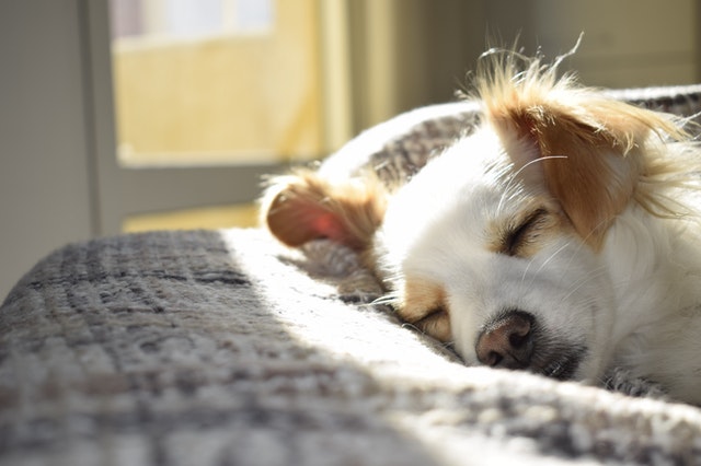 noticia Nomes para cachorro: confira algumas ideias