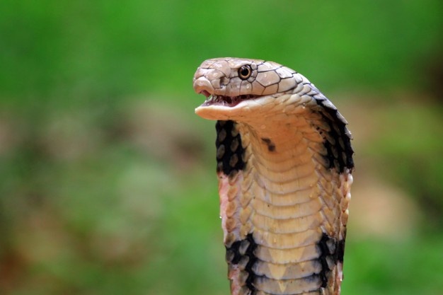 noticia Como proceder após a picada de um animal peçonhento?