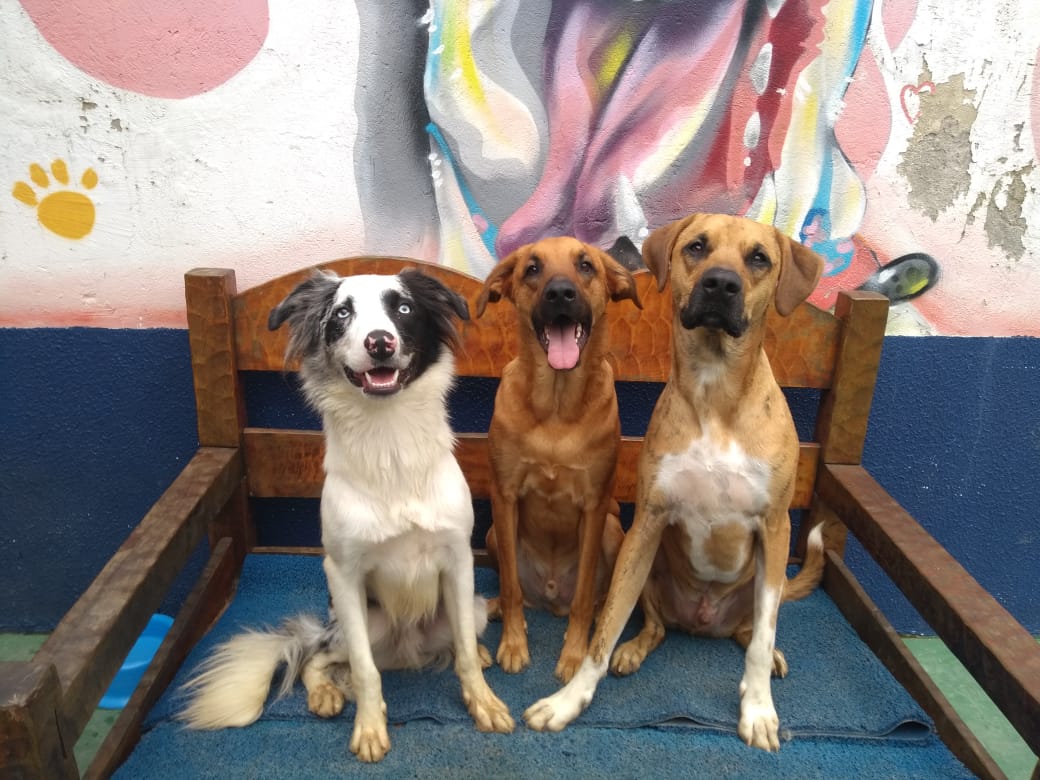 noticia Vai viajar? Garanta a boa estadia do seu pet