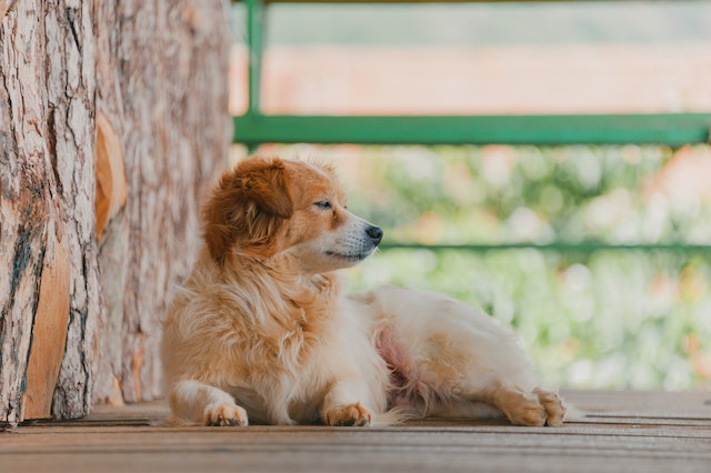 noticia Cuidados para prevenir pulgas e carrapatos nos pets