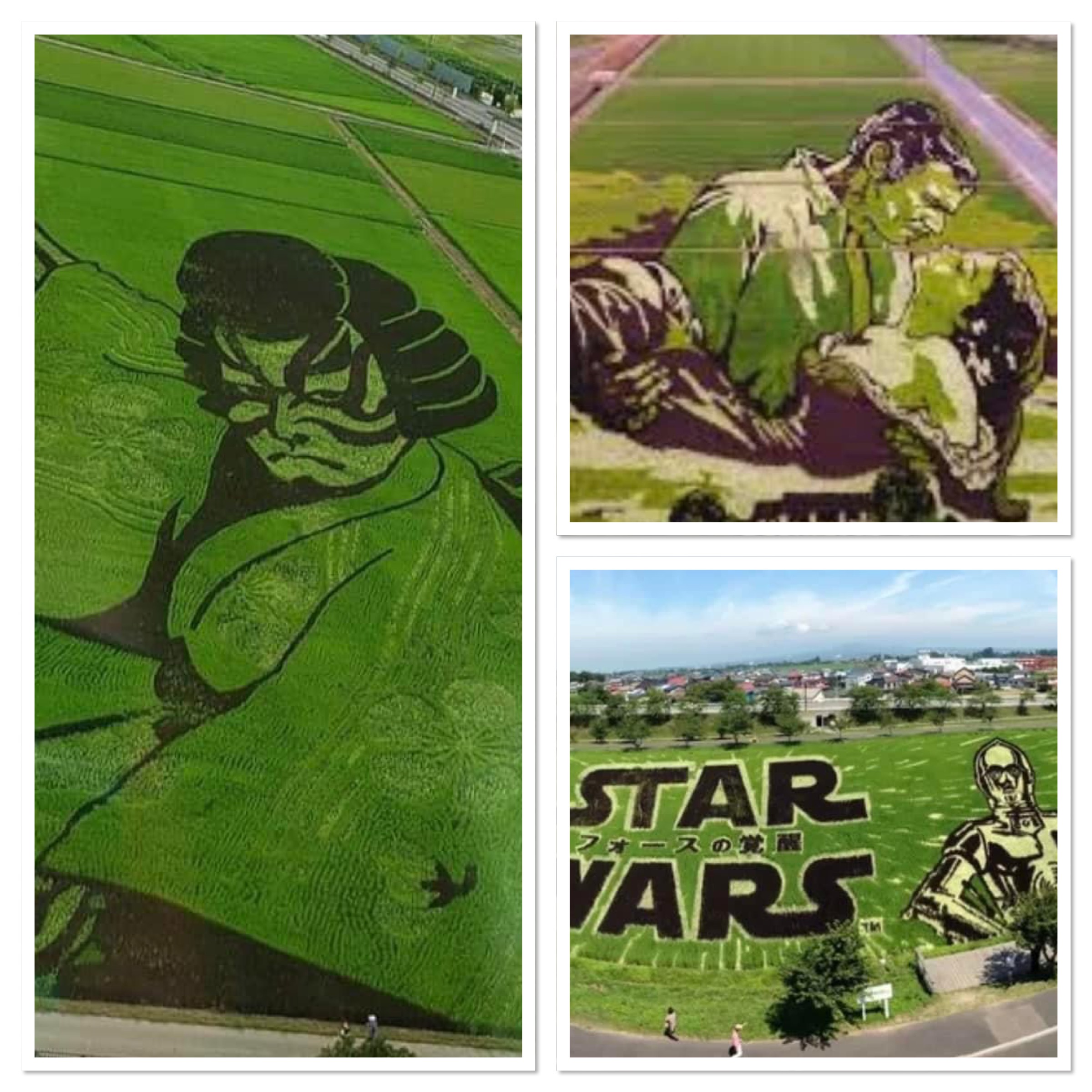 noticia Arte nas plantações de arroz