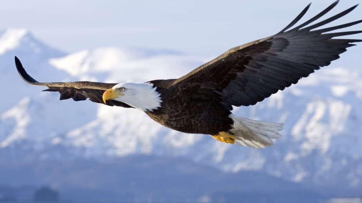 noticia PALAVRA DE HOJE - FORÇAS RENOVADAS